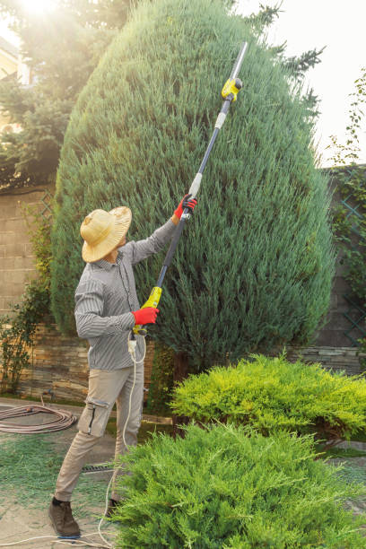 Professional Tree Services in Crest View Heights, NY